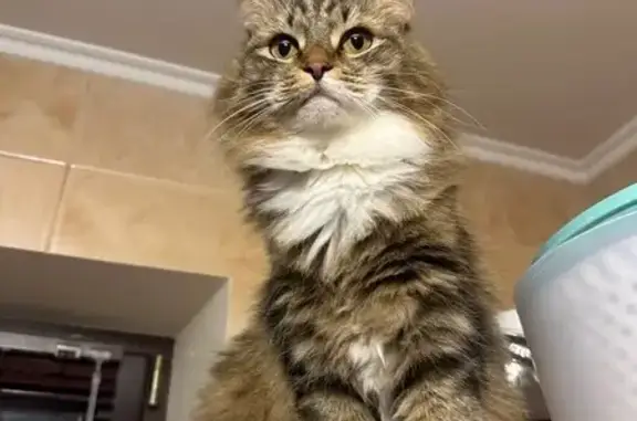 Кошки потеряшки, Оренбург, фото: Потеряшка кошка, пр. Гагарина, 47/2, Оренбург