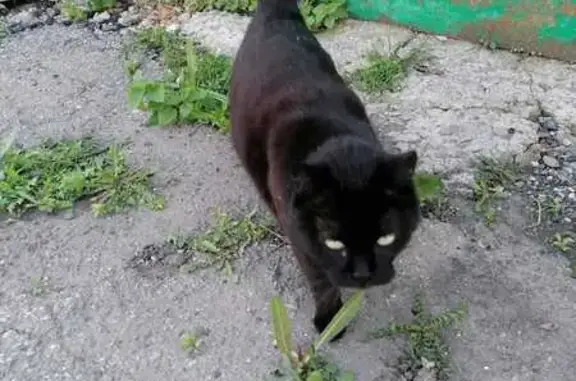 Кошки потеряшки, Ставрополь, фото: Потеряшка кошка на ул. Матросова, Ставрополь