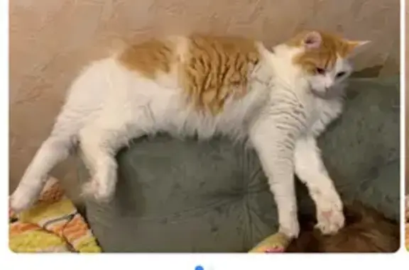 Пропала кошка, пр. Энтузиастов 22 к2