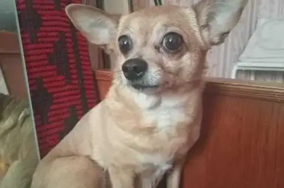 Пропала рыжая собака, Булгаковой 5, Печора