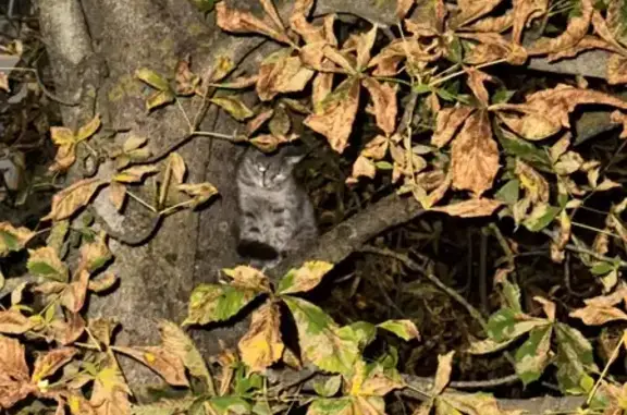 Найденные животные Ставрополь, фото: Кошка найдена у лицея, ул. 50 лет ВЛКСМ