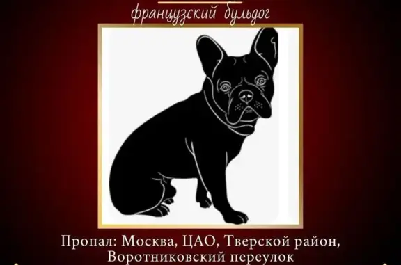 Пропала собака на Малой Дмитровке, Москва