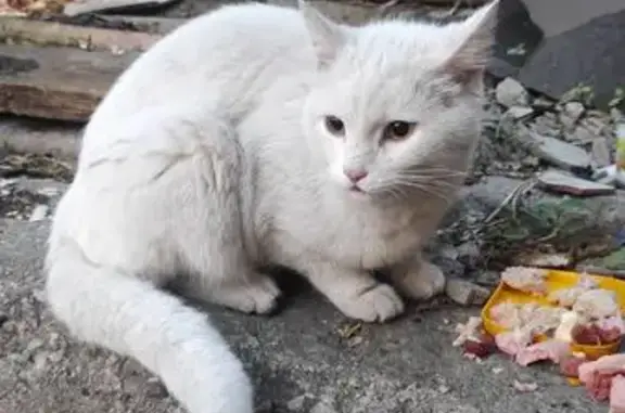 Белая кошка найдена, Карьерный пер. Орёл