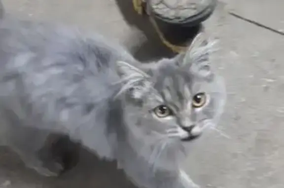 Найдена кошка, Пензенская область, фото: Кошка найдена: г. Пенза, Пензенская обл.