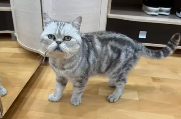 Найдена кошка, пр. Октября 180, Уфа
