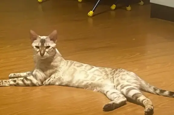 Кошки потеряшки, Челябинск, фото: Потеряшка кошка, ул. Василевского, 74