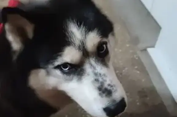 Найдена хаски с голубыми глазами, Красноярск