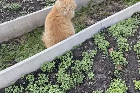 Пропала кошка в СНТ Виктория, Сормово