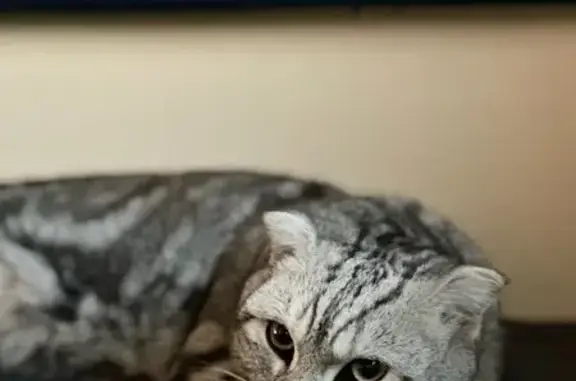 Кошки потеряшки, Старокорсунская, фото: Потеряшка кошка, Кирпичная 11, Старокорсунская