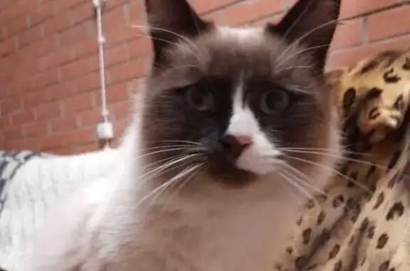 Найдена кошка, Саранск, фото: Найдена сиамская кошка, Саранск, Малая Академ.