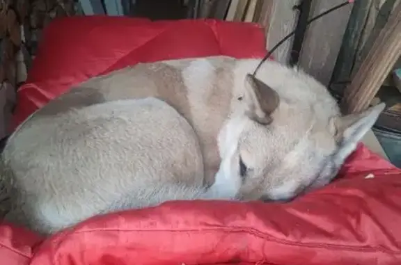 Нашлась охотничья собака, Морово, Коми