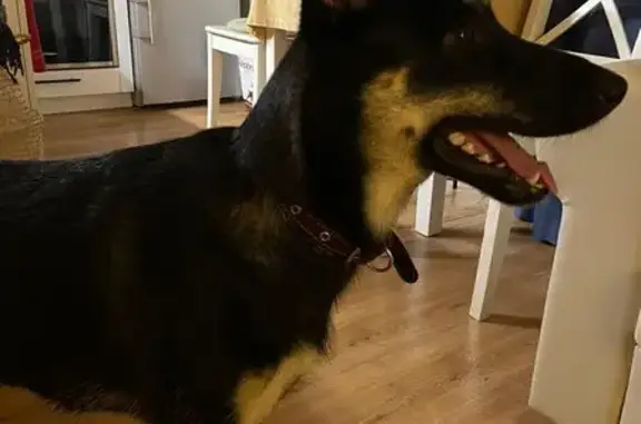 Найдена собака, Дубна, фото: Собака найдена под мостом, 46К-9654, Дубна