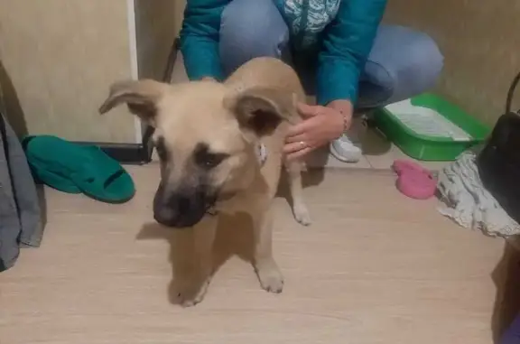 Собака найдена: ул. Первой Пятилетки, 15