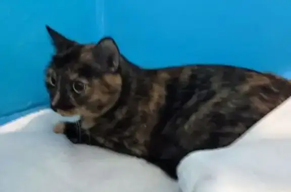 Найдена кошка, Томск, фото: Кошка найдена, Сибирская ул. 27/1, Томск