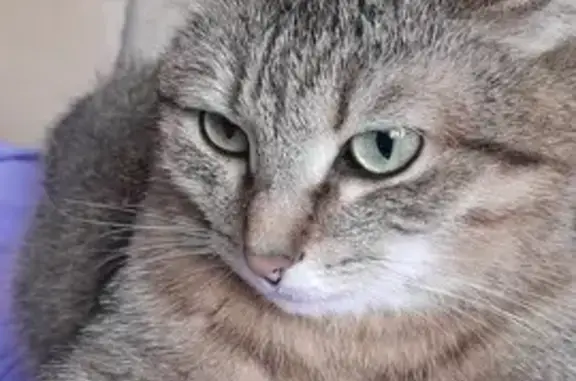 Кошки потеряшки, Оршанка, фото: Потеряшка кошка, ул. Гагарина, 24, Оршанка