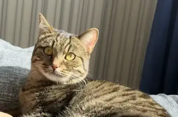 Кошки потеряшки, Казань, фото: Потеряшка кошка, Казань, Авангардная 145