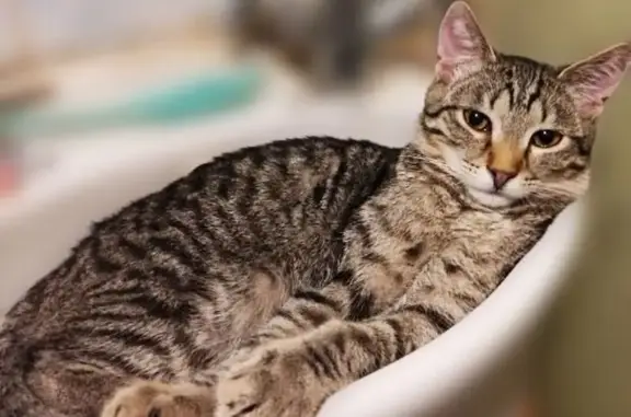 Пропала кошка, Володарского 55, Ярославль