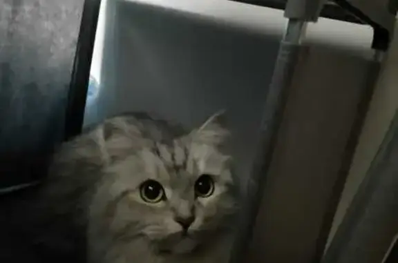 Серая кошка найдена, Готвальда 3, Екб