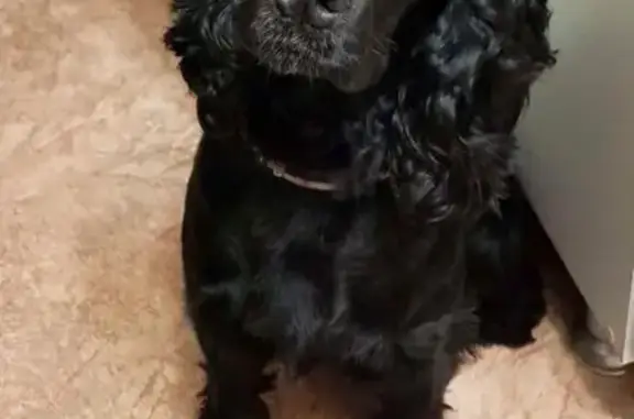 Собаки потеряшки, , фото: Потеряшка собака, ул. Горького 150, Ижевск