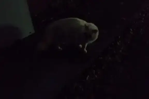 Найдена кошка, Томск, фото: Кошка найдена, Красноармейская 87, Томск