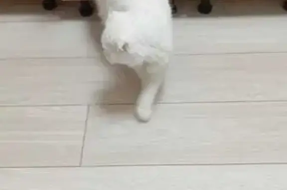 Найдена кошка, Видное, Строительная 19