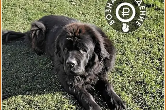 Пропала собака, Верхний Суходол 