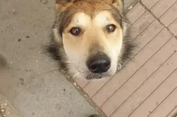 Собака найдена на ул. Кутузова, 114, Тула