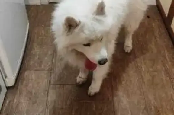 Самоед найден: Попутная ул., Ростов-на-Дону