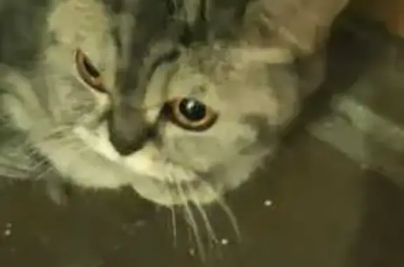 Котёнок найден: Большая Черкизовская, 6 к8