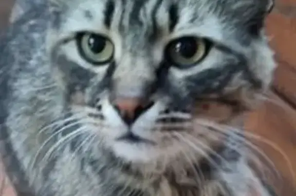 Кошки потеряшки, , фото: Кошка пропала у села Большие Извалы