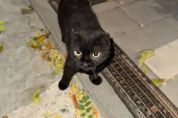 Найдена кошка, Ростов-на-Дону, фото: Найдена кошка, 17-я линия 3, Ростов-на-Дону