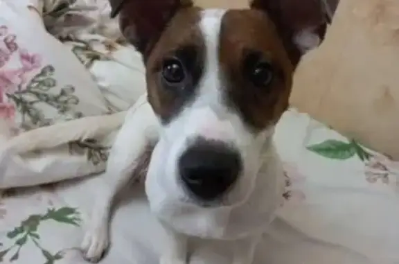 Найдена собака, Симферополь, фото: Пропала собака, ул. Дмитрия Ульянова, 12