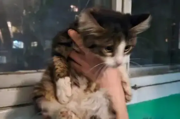 Кошка найдена у Пионеров 12к3, Екатеринбург