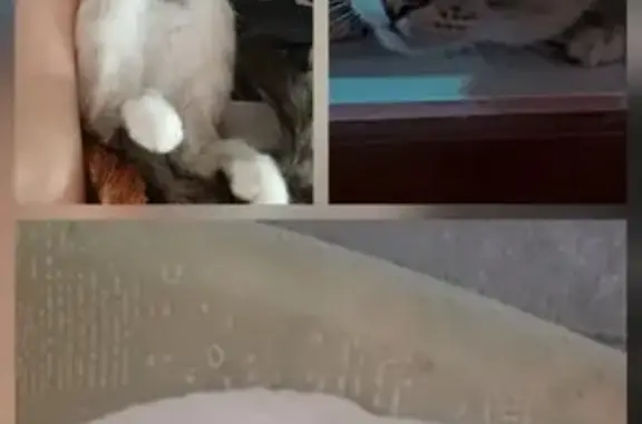 Кошки потеряшки, , фото: Потеряшка сиамская кошка, Новостроительная 27