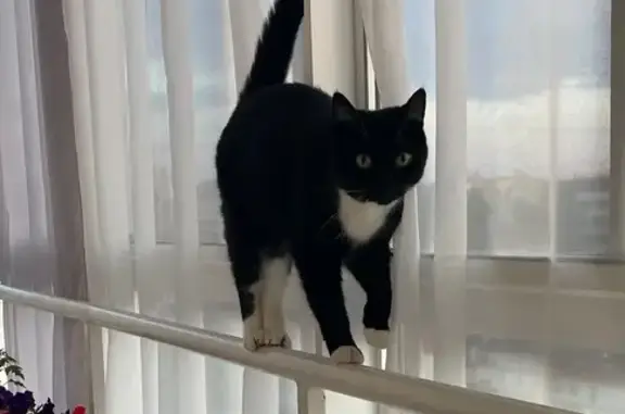 Пропала кошка, Гаражная 27, Сыктывкар