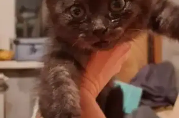 Найдена кошка, Чемодановка, фото: Кошка найдена: Спортивная ул., Чемодановка