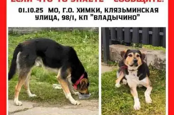Найдена собака, Владычино, фото: Собака найдена: Клязьминская ул., 252