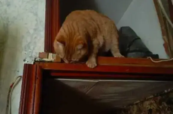 Кошки потеряшки, Москва, фото: Потеряшка кошка, ул. Палиха 7-9 к3, Москва