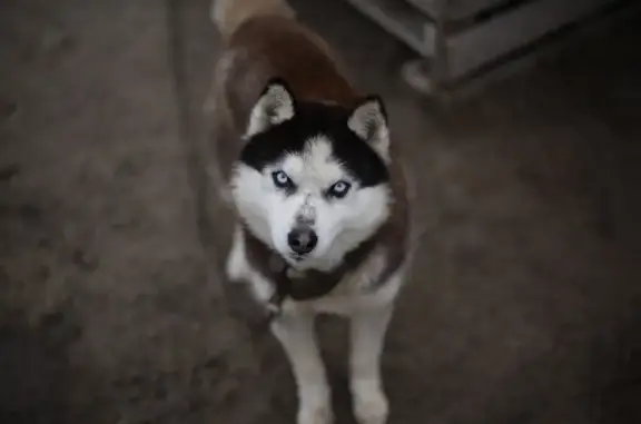 Пропала хаски, ул. Фёдора Дозорцева, Тюмень