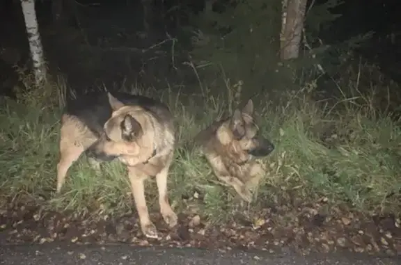 Найдена собака, , фото: Две овчарки на 46Н-07151, Дачный КГБ