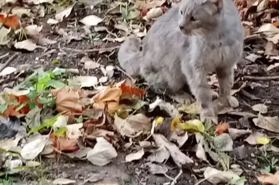 Найдена кошка, Вологда, фото: Кошка найдена у Левичева, 3, Вологда
