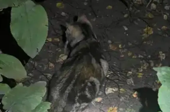 Кошка найдена: пр. Тореза, 17, СПб