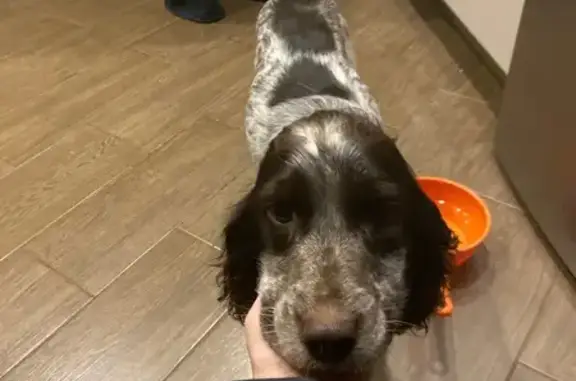 Спаниель найден на Дзержинского, 35