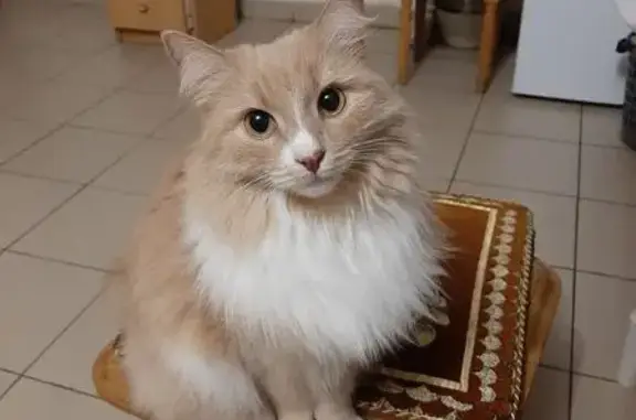 Кошки потеряшки, Владимир, фото: Потеряшка кошка на ул. Труда, 6, Владимир