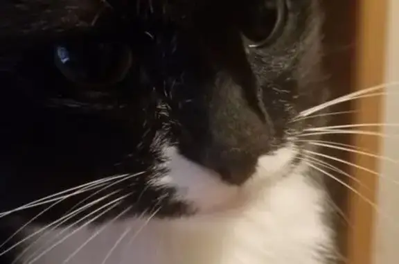 Потерянные животные Салехард, фото: Пропала кошка, Зои Космодемьянской 74