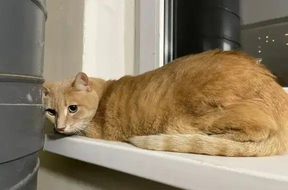 Найдена кошка, Москва, фото: Кошка найдена: б-р Яна Райниса, 6 к1, Москва