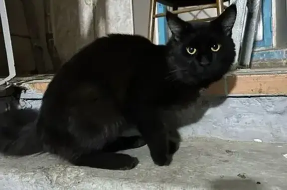 Кошка найдена: Веденяпина 1А, Н. Новгород