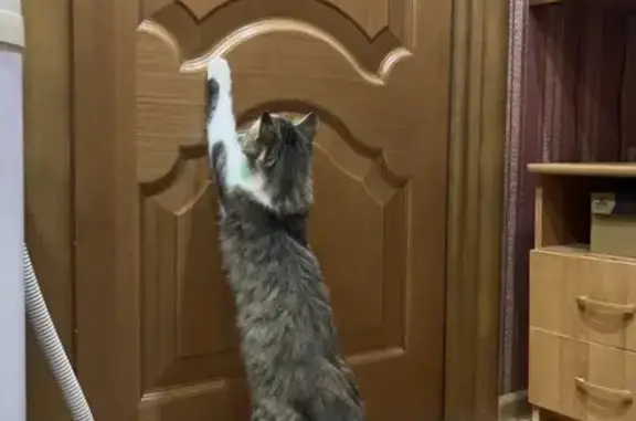 Найдена кошка, , фото: Кошка ищет дом, Ладожская ул., Пенза