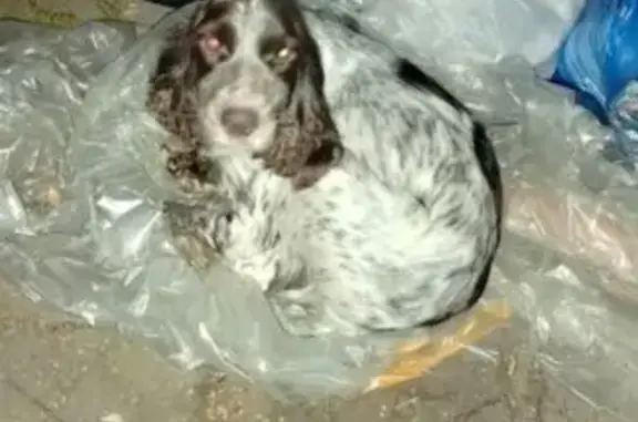 Спаниель найдена: б-р Луначарского, 8