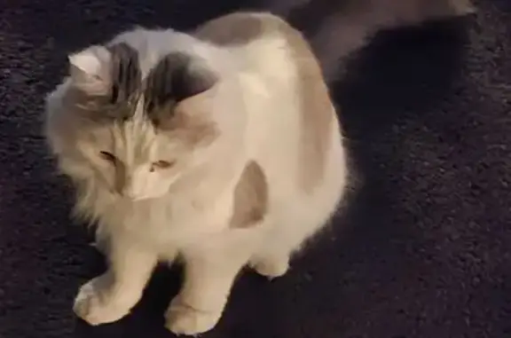 Найдена кошка, Казань, фото: Кошка найдена: Краснококшайская, Казань